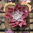 Echeveria 'Corsican Rose' 2" Succulent Plant Cutting