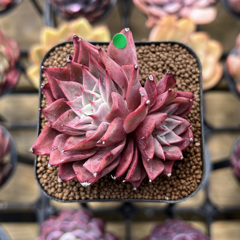 Echeveria 'Corsican Rose' 2
