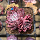Echeveria 'Corsican Rose' 2" Succulent Plant Cutting