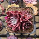 Echeveria 'Corsican Rose' 2" Succulent Plant Cutting