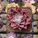 Echeveria 'Corsican Rose' 2" Succulent Plant Cutting