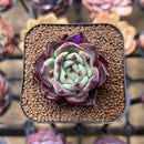 Echeveria 'Sarahime' Hybrid 2" Succulent Plant Cutting