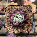 Echeveria 'Sarahime' Hybrid 2" Succulent Plant Cutting