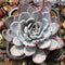 Echeveria 'Cream Sun' 7" Large Succulent Plant Cutting