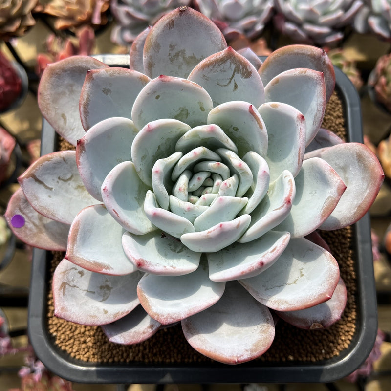 massive succulent Echeveria 'Cream Sun' 7" Large Succulent Plant Cutting – True Succulents Plant Co