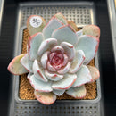 Echeveria 'Cream Sun' 4" Succulent Plant Cutting