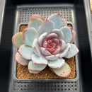 Echeveria 'Cream Sun' 4" Succulent Plant Cutting