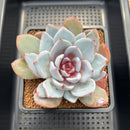 Echeveria 'Cream Sun' 4" Succulent Plant Cutting