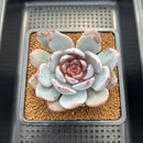 Echeveria 'Cream Sun' 4" Succulent Plant Cutting