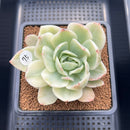 Echeveria 'White Horse' Variegated 4" Succulent Plant Cutting