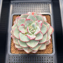 Echeveria 'Blue Velvet' 5" New Hybrid Succulent Plant Cutting