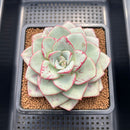 Echeveria 'Blue Velvet' 5" New Hybrid Succulent Plant Cutting