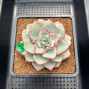 Echeveria 'Blue Velvet' 5" New Hybrid Succulent Plant Cutting