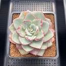 Echeveria 'Blue Velvet' 5" New Hybrid Succulent Plant Cutting