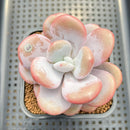 Graptoveria 'Lalla' 2"-3" Succulent Plant
