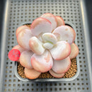 Graptoveria 'Lalla' 2"-3" Succulent Plant