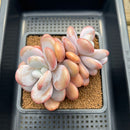 Graptoveria 'Lalla' 4"-5" Cluster Large Succulent Plant Cutting