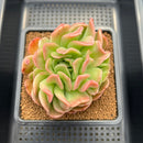 Echeveria 'Ras Dance' 3" New Hybrid Succulent Plant Cutting