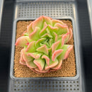 Echeveria 'Ras Dance' 3" New Hybrid Succulent Plant Cutting
