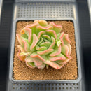 Echeveria 'Ras Dance' 3" New Hybrid Succulent Plant Cutting