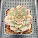Echeveria 'Esther Variegated' 2" Succulent Plant Cutting