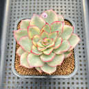 Echeveria 'Esther Variegated' 2" Succulent Plant Cutting