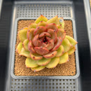 Echeveria Agavoides 'La Vie en Rose' 3" Succulent Plant