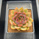 Echeveria Agavoides 'La Vie en Rose' 3" Succulent Plant