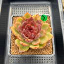Echeveria Agavoides 'La Vie en Rose' 3" Succulent Plant