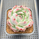 Echeveria 'Ruby Brush' 2"-3" (Chihuahuaensis Hybrid) Succulent Plant Cutting