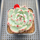 Echeveria 'Ruby Brush' 2"-3" (Chihuahuaensis Hybrid) Succulent Plant Cutting