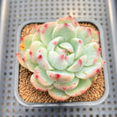 Echeveria 'Ruby Brush' 2"-3" (Chihuahuaensis Hybrid) Succulent Plant Cutting