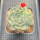 Echeveria 'Elegans' Variegated 3" Succulent Plant Cutting