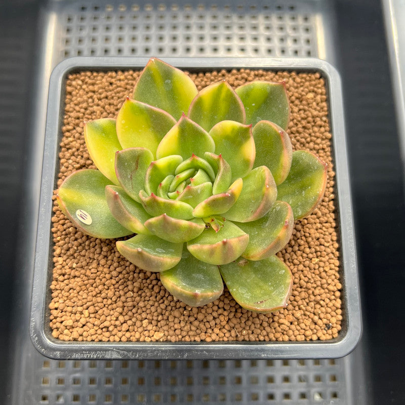 Echeveria Agavoides 'Ramses' Variegated 3" Succulent Plant Cutting
