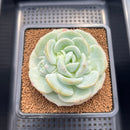 Echeveria 'Snow Garden' 3" Large Succulent Plant Cutting