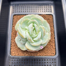 Echeveria 'Snow Garden' 3" Large Succulent Plant Cutting