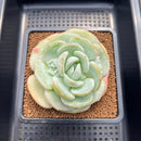 Echeveria 'Snow Garden' 3" Large Succulent Plant Cutting