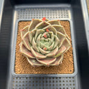 Echeveria 'Black Rose' x 'Dong-Un' Hybrid 4" Succulent Plant Cutting