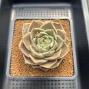 Echeveria 'Black Rose' x 'Dong-Un' Hybrid 4" Succulent Plant Cutting