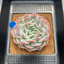Echeveria 'Elegans' 3" Succulent Plant Cutting