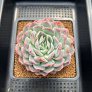 Echeveria 'Elegans' 3" Succulent Plant Cutting