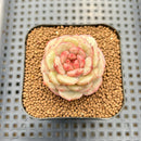 Echeveria 'Moca Cake' 2" New Hybrid Succulent Plant Cutting