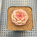Echeveria 'Moca Cake' 2" New Hybrid Succulent Plant Cutting