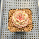 Echeveria 'Moca Cake' 2" New Hybrid Succulent Plant Cutting