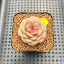 Echeveria 'Moca Cake' 2" New Hybrid Succulent Plant Cutting
