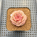 Echeveria 'Moca Cake' 2" New Hybrid Succulent Plant Cutting