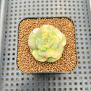 Echeveria 'Nicksana' Variegated 1"-2" Succulent Plant Cutting
