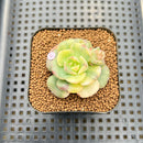 Echeveria 'Nicksana' Variegated 1"-2" Succulent Plant Cutting