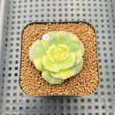 Echeveria 'Nicksana' Variegated 1"-2" Succulent Plant Cutting