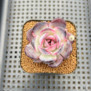 Echeveria 'Odette' 2" Succulent Plant Cutting